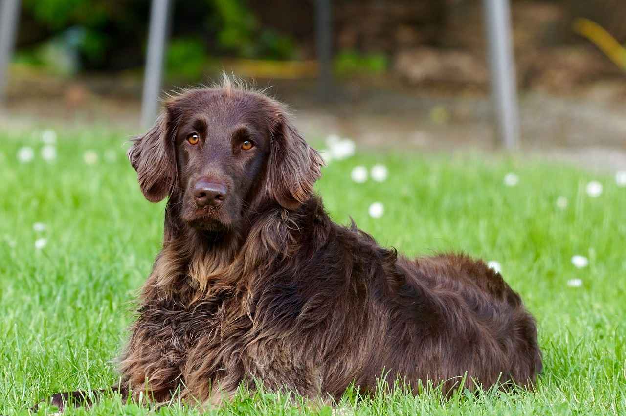 Dog Walking and Land Use in Agriculture
