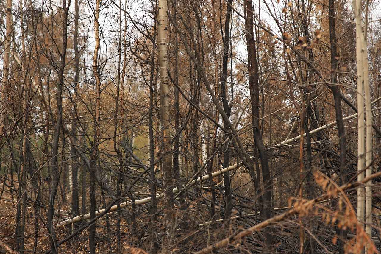 Consulting with Immigration Experts