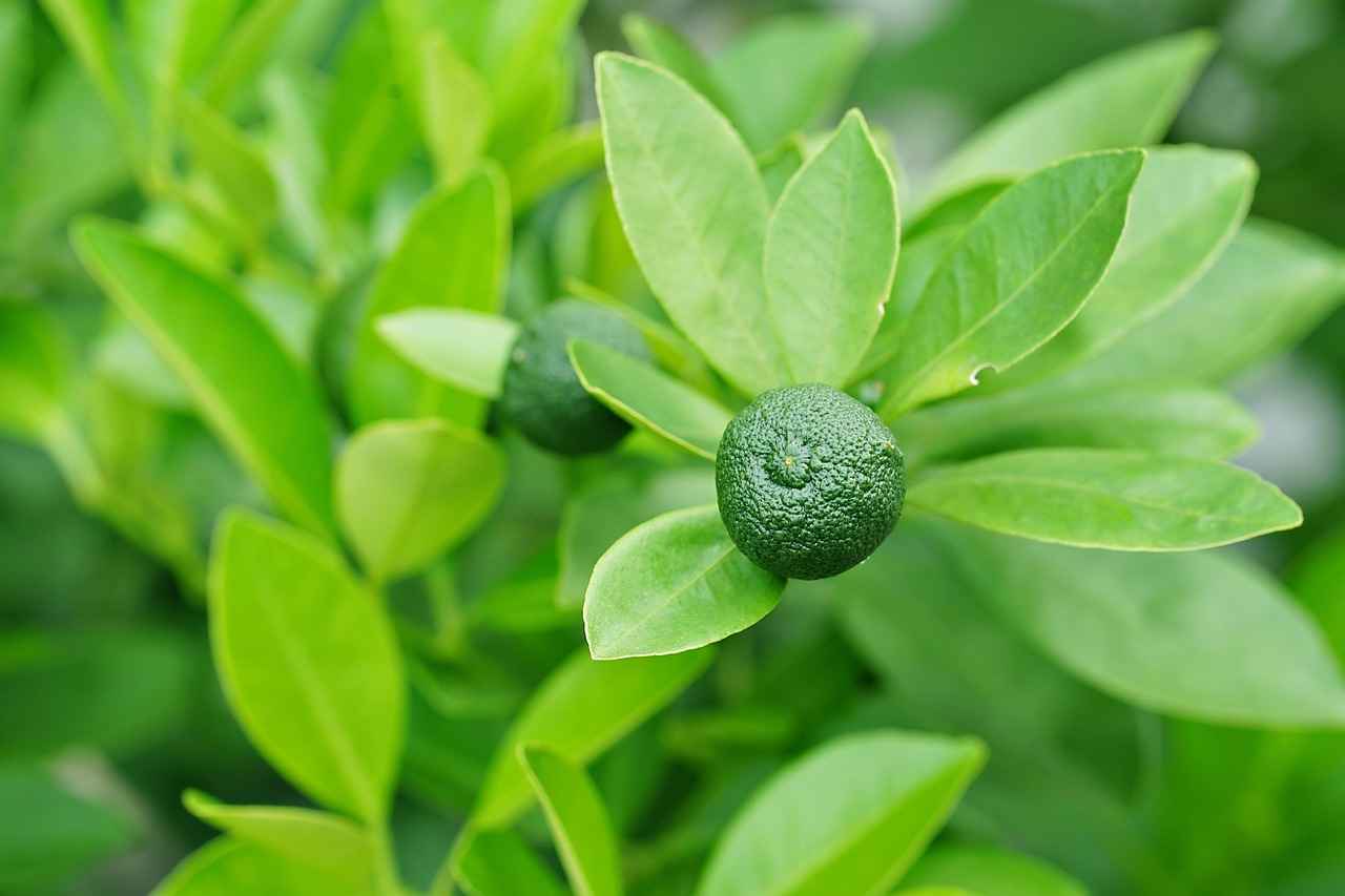 What is Glycolic Acid?