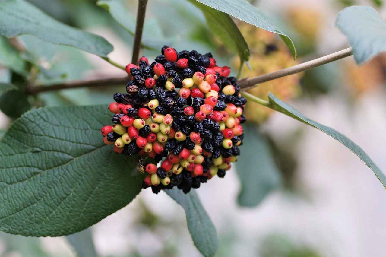 Potential Complications of Bone Grafting