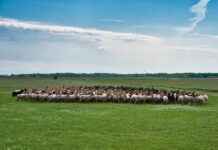 How Long Does It Take Roundup to Kill Weeds? How Long Does It Take Roundup to Kill Weeds?