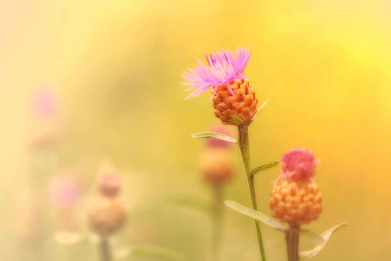 How Long Does It Take Roundup to Kill Weeds? 6 Alternatives to Roundup for Weed Control