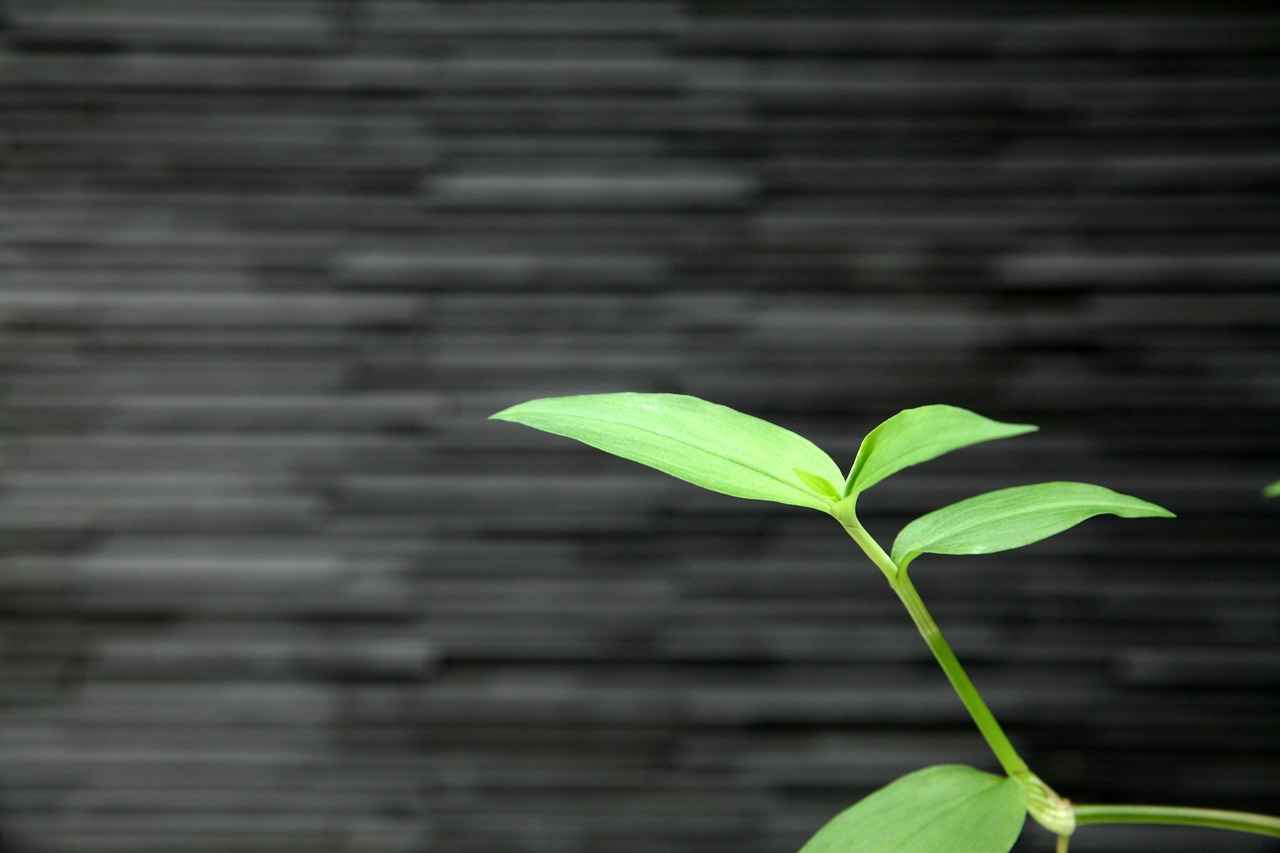 How Long Does It Take Roundup to Kill Weeds? 7 Conclusion: Making Informed Decisions About Weed Control