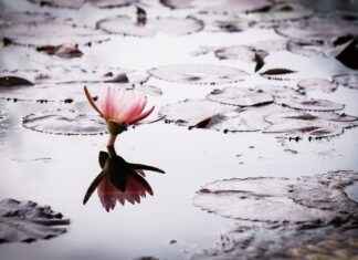 How Long Does It Take to Get a HISA Grant How Long Does It Take to Get a HISA Grant