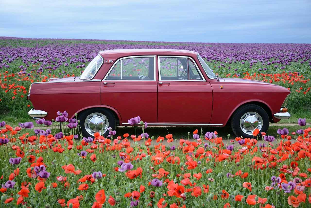 How Long Does It Take to Get a HISA Grant 1 Understanding the HISA Grant