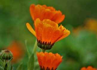 How Long Does It Take to Get Used to Braces How Long Does It Take to Get Used to Braces