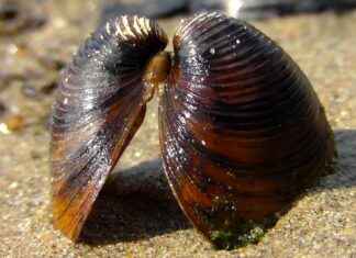 How Long Does It Take to Tan in UV 4? How Long Does It Take to Tan in UV 4?