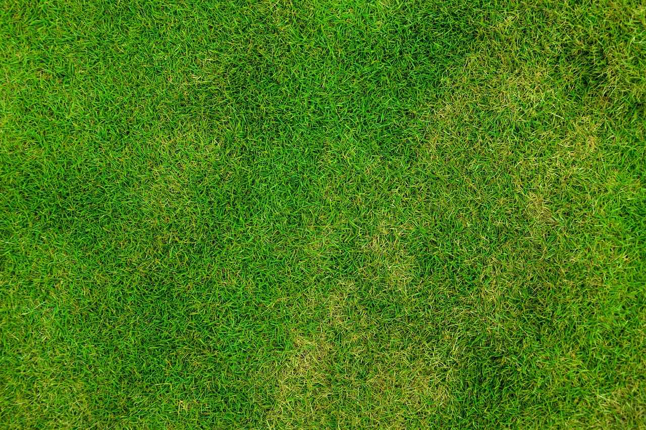 Understanding Lawn Watering Needs