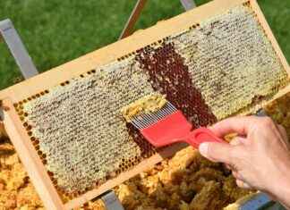 How Long to Leave Gauze After Tooth Extraction How Long to Leave Gauze After Tooth Extraction