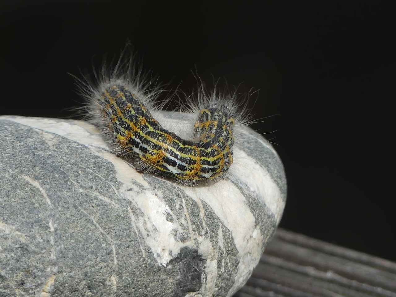 Why Is Gauze Used After Tooth Extraction?