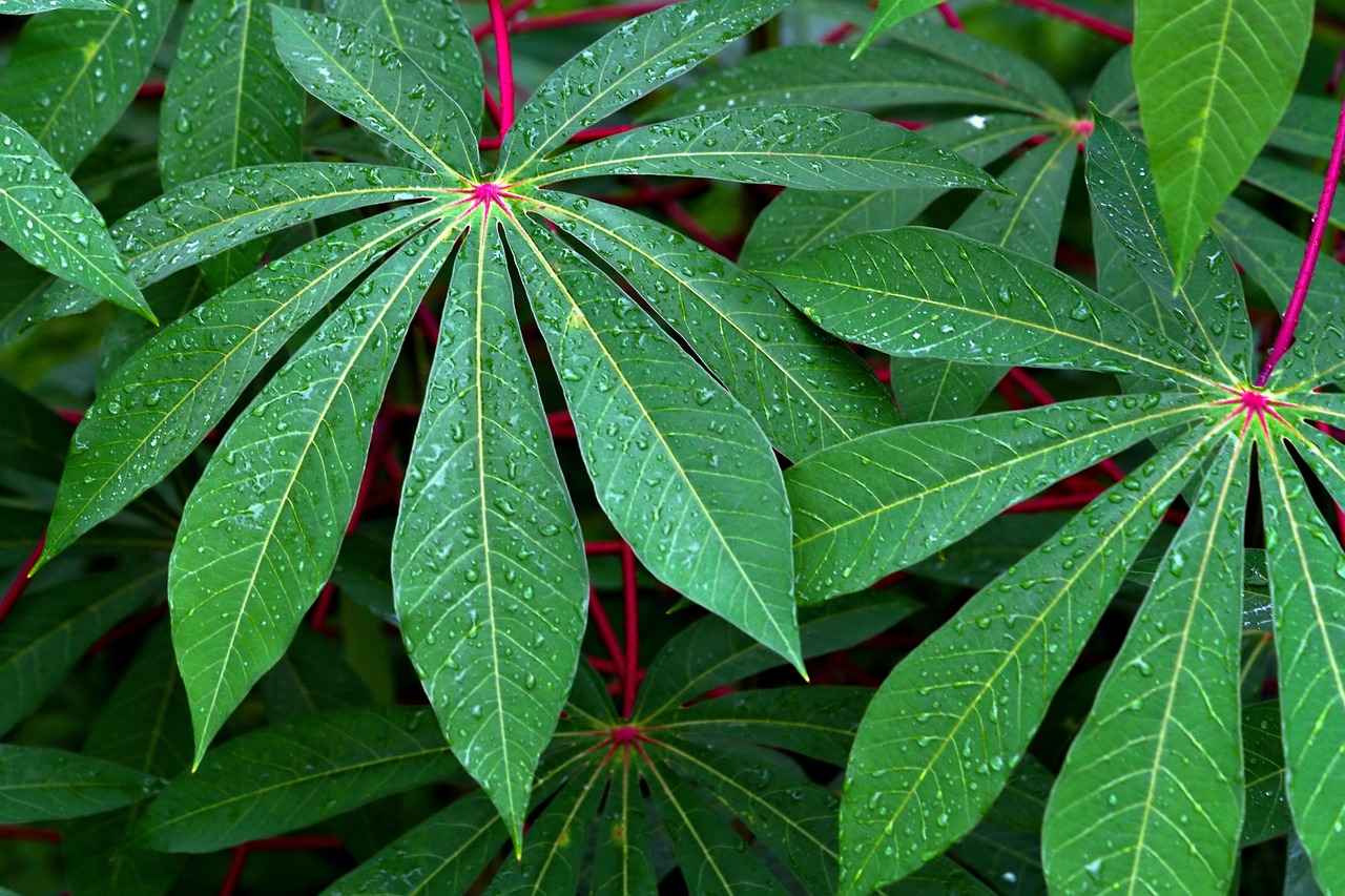 How to Choose the Right Kava Product