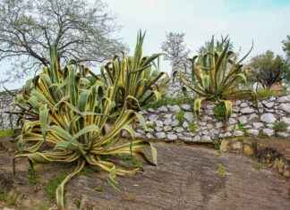 How Many Shots of Tequila Does It Take to Get Drunk? How Many Shots of Tequila Does It Take to Get Drunk?