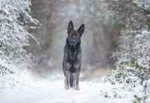 How Much Does It Cost to Cremate a Dog? Pet Owner Guide How Much Does It Cost to Cremate a Dog? Pet Owner Guide