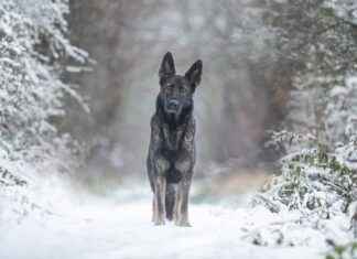 How Much Does It Cost to Cremate a Dog? Pet Owner Guide How Much Does It Cost to Cremate a Dog? Pet Owner Guide