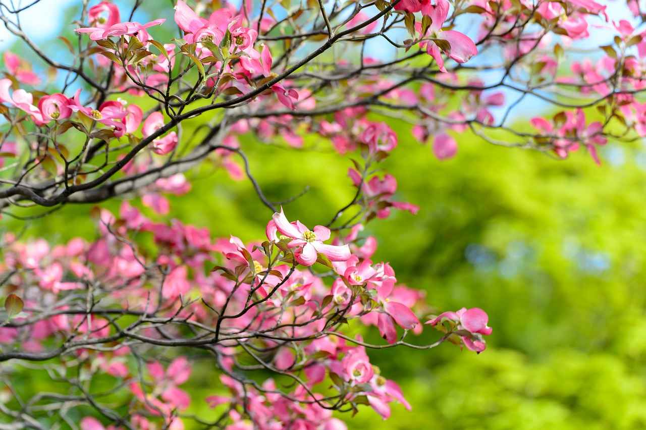 Understanding Moving Costs to Japan