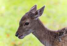 How Much Does It Cost to Process a Deer? How Much Does It Cost to Process a Deer?