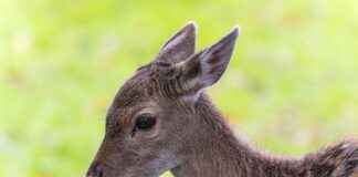 How Much Does It Cost to Process a Deer? How Much Does It Cost to Process a Deer?