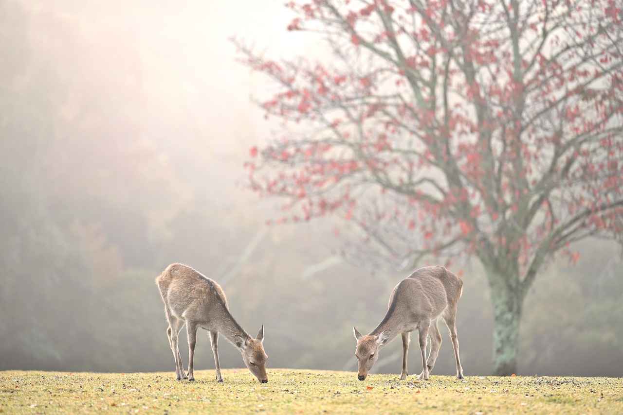 How Much Does It Cost to Process a Deer? 1 Understanding Deer Processing Costs