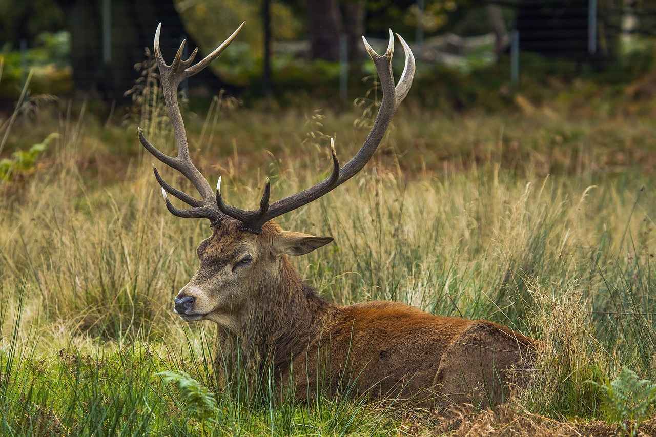 How Much Does It Cost to Process a Deer? 6 Understanding State Regulations and Fees