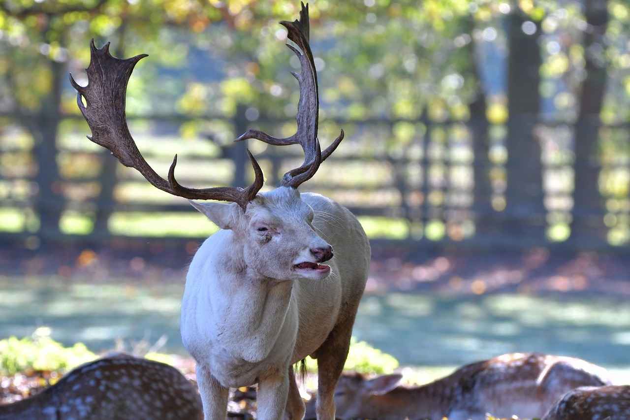 How Much Does It Cost to Process a Deer? 7 Tips for Finding Affordable Processing Options