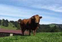 How Much Does It Cost to Rent a Mechanical Bull for a Party? How Much Does It Cost to Rent a Mechanical Bull for a Party?