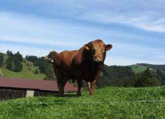 How Much Does It Cost to Rent a Mechanical Bull for a Party? How Much Does It Cost to Rent a Mechanical Bull for a Party?