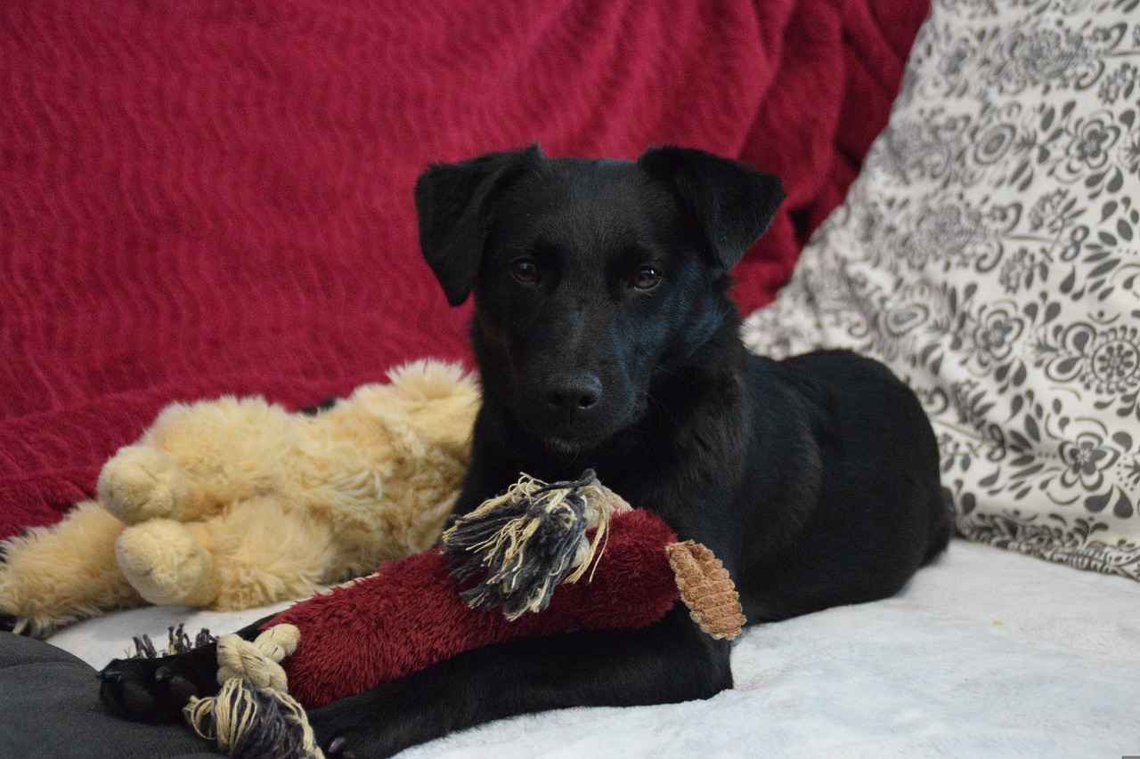 How Much Does It Cost to Reverse an Adoption? Legal Insights 5 Emotional and Psychological Costs