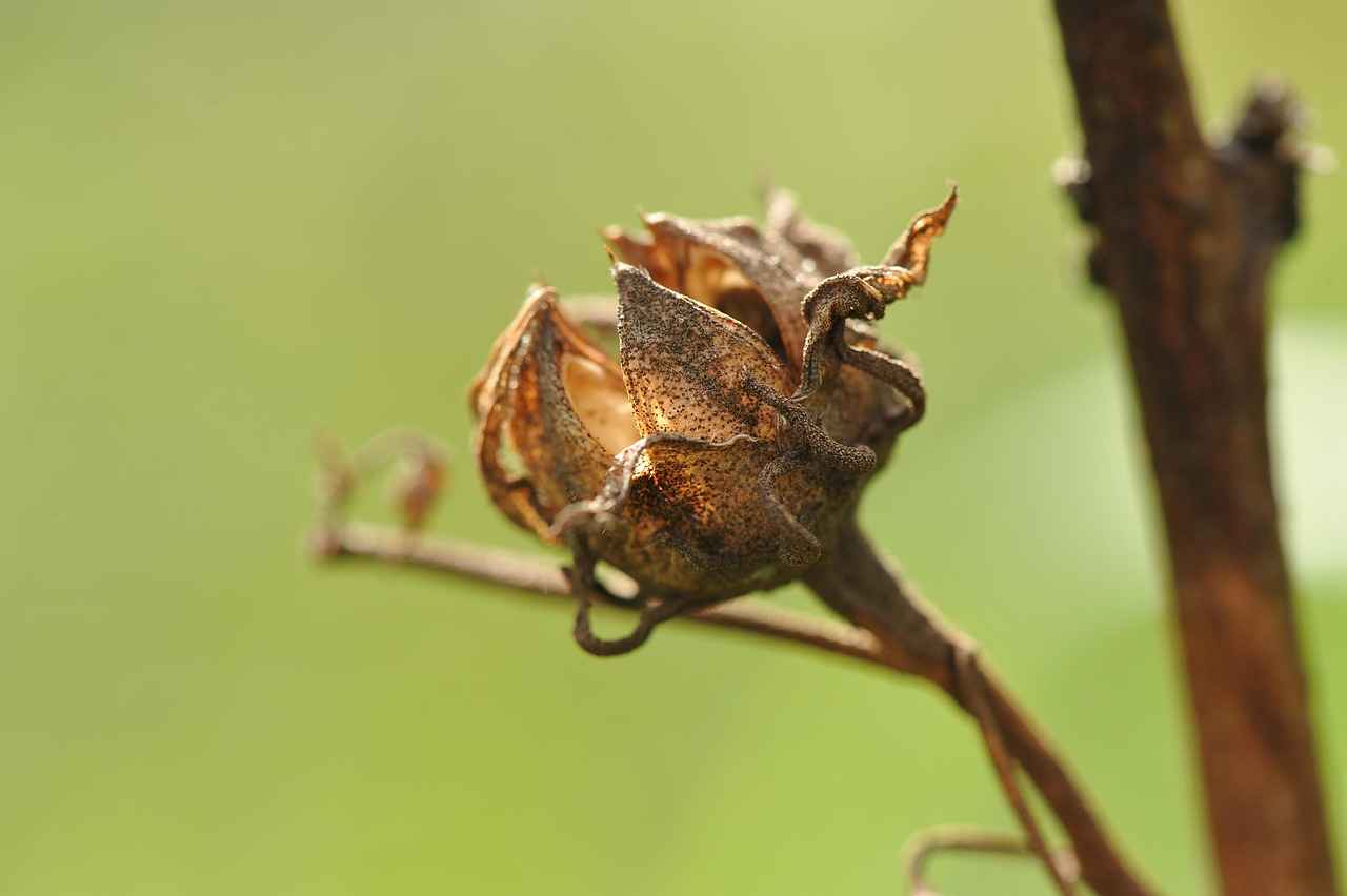 Resources for Assistance in the Licensing Process