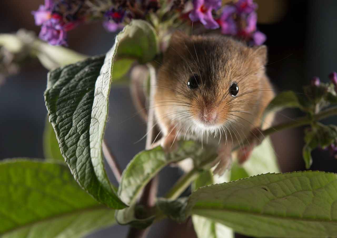 How to Remove Mouse Trap Glue: Quick and Easy Solutions 7 When to Seek Professional Help