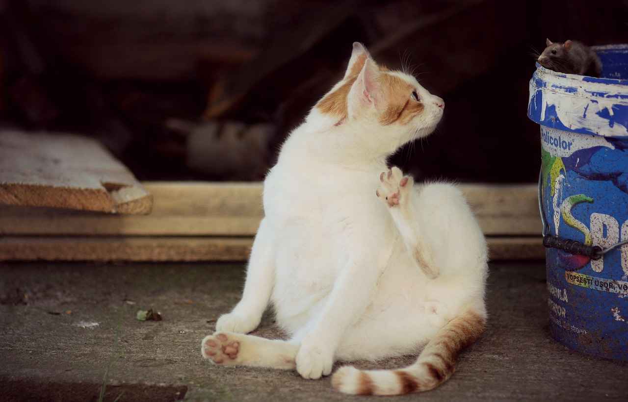 How to Remove Mouse Trap Glue: Quick and Easy Solutions 3 Common Surfaces Affected by Mouse Trap Glue