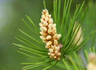 How to Roll Cones: Tips for Perfect Joints Every Time How to Roll Cones: Tips for Perfect Joints Every Time