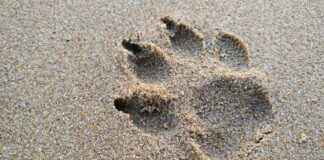 How to Search MTG Arena Collections How to Search MTG Arena Collections