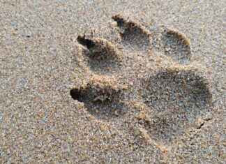 How to Search MTG Arena Collections How to Search MTG Arena Collections