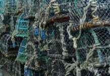 How to Spearfish for Lobster in SoCal: A Beginner’s Guide How to Spearfish for Lobster in SoCal: A Beginner's Guide