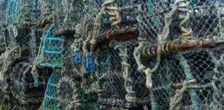 How to Spearfish for Lobster in SoCal: A Beginner’s Guide How to Spearfish for Lobster in SoCal: A Beginner's Guide