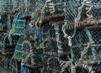 How to Spearfish for Lobster in SoCal: A Beginner’s Guide How to Spearfish for Lobster in SoCal: A Beginner's Guide