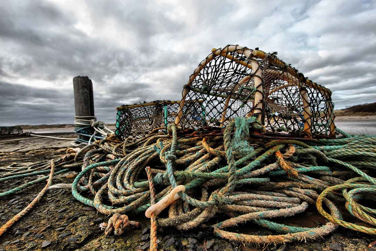 Understanding Lobster Species in Southern California