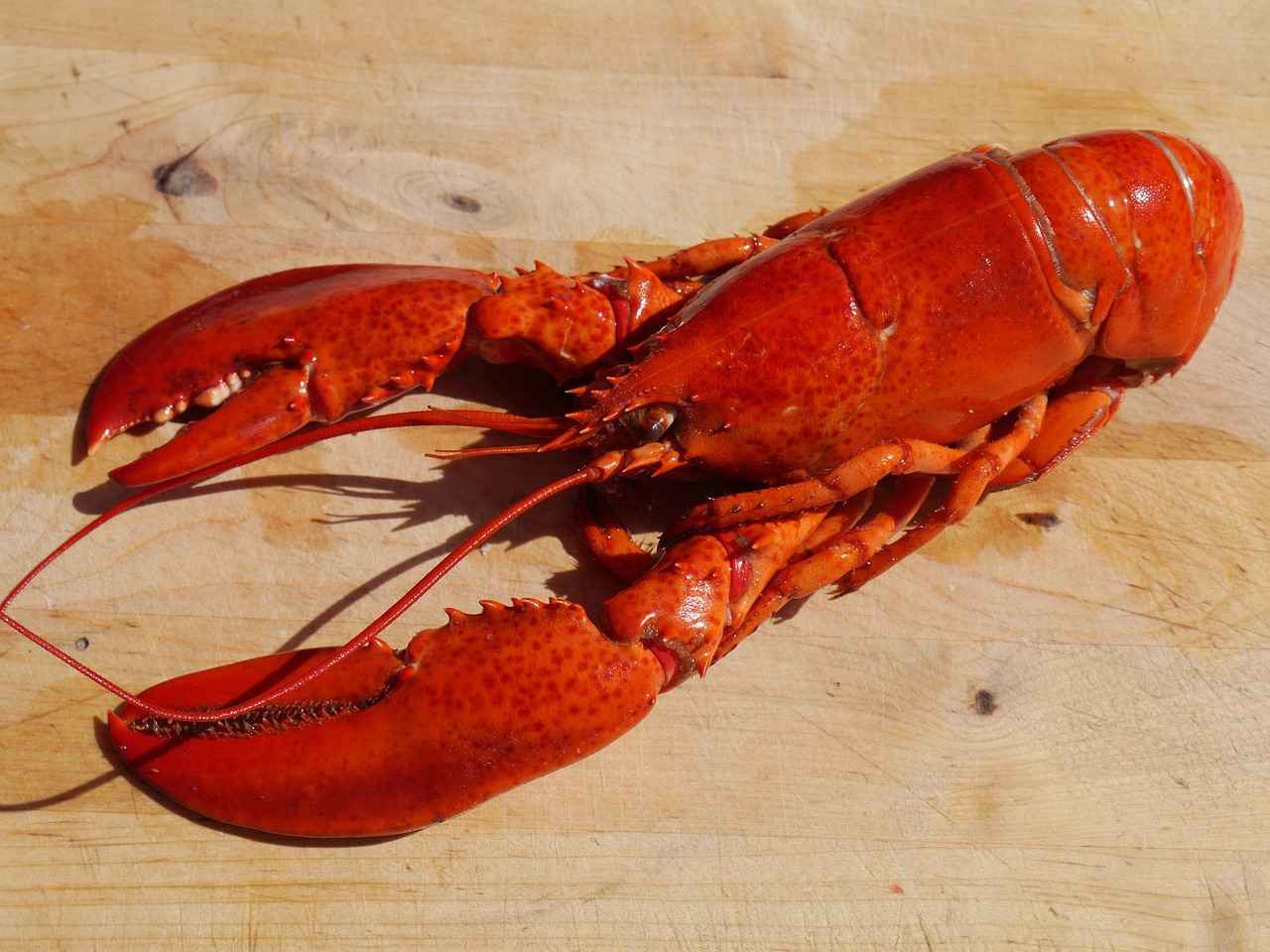 Cooking and Preparing Your Lobster Catch