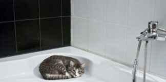 How to Start a Business in Upscale Portable Bathrooms: A Profitable Venture How to Start a Business in Upscale Portable Bathrooms: A Profitable Venture