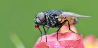 How to Stop Insects from Eating Plant Leaves: Natural Remedies How to Stop Insects from Eating Plant Leaves: Natural Remedies