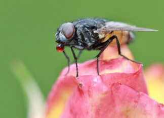 How to Stop Insects from Eating Plant Leaves: Natural Remedies How to Stop Insects from Eating Plant Leaves: Natural Remedies