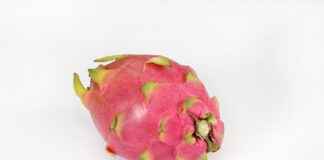 How to Survive as a Dragon with Time-Limit Novel: Tips for Characters How to Survive as a Dragon with Time-Limit Novel: Tips for Characters