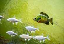 How to Taxidermy a Fish: Step-by-Step Process How to Taxidermy a Fish: Step-by-Step Process