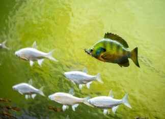 How to Taxidermy a Fish: Step-by-Step Process How to Taxidermy a Fish: Step-by-Step Process