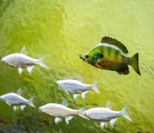 How to Taxidermy a Fish: Step-by-Step Process How to Taxidermy a Fish: Step-by-Step Process