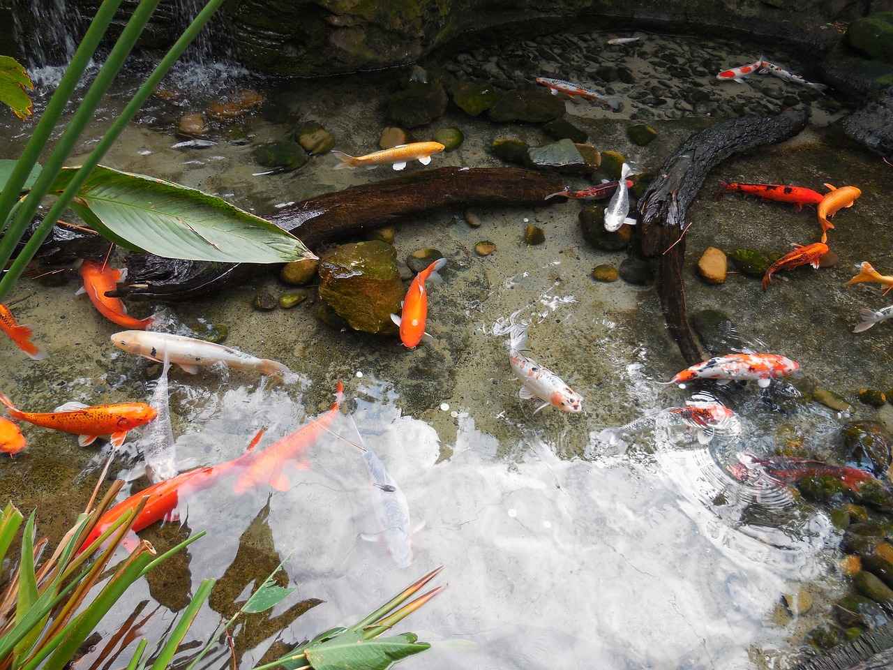 The Fish Taxidermy Process: Step-by-Step Guide