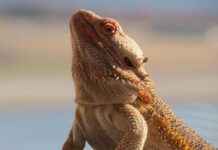 How to Train Your Dragon Color Pages: Free Printable Designs How to Train Your Dragon Color Pages: Free Printable Designs