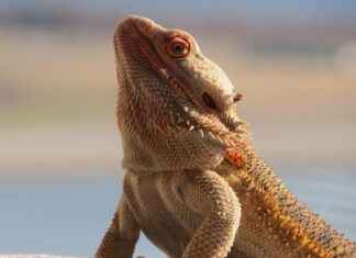 How to Train Your Dragon Color Pages: Free Printable Designs How to Train Your Dragon Color Pages: Free Printable Designs