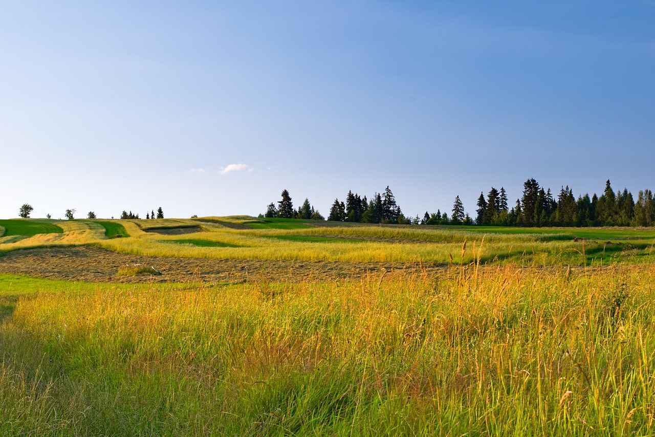 Common Issues When Turning Off Grass