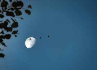 How to Turn On Flock to Use Sound Buttons: Step-by-Step Tutorial How to Turn On Flock to Use Sound Buttons: Step-by-Step Tutorial